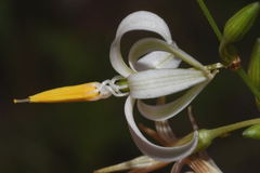 Echeandia parviflora
