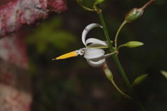 Echeandia parviflora