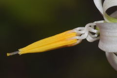 Echeandia parviflora