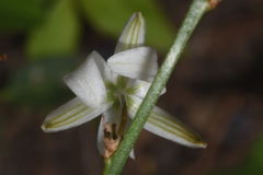Echeandia parviflora