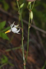 Echeandia parviflora