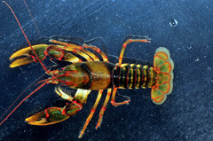 Cambarus coosae