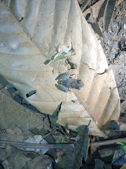 Craugastor stejnegerianus