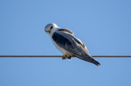 Elanio común (Elanus caeruleus)