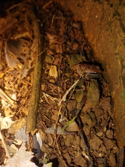 Craugastor stejnegerianus