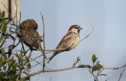 Gorrión moruno (Passer hispaniolensis)