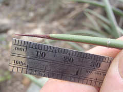 Agave schottii treleasei
