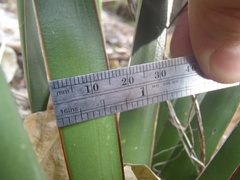 Agave schottii treleasei