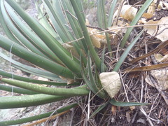 Agave schottii treleasei