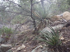 Agave schottii treleasei