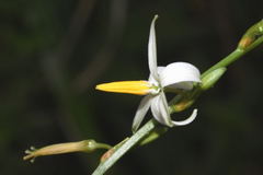 Echeandia parviflora