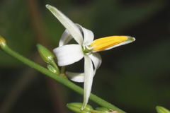 Echeandia parviflora