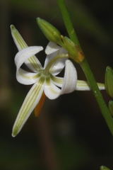 Echeandia parviflora