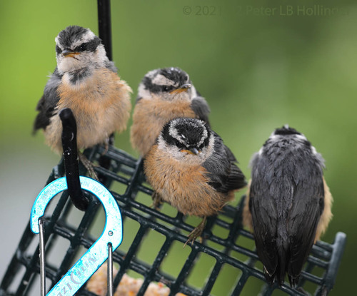 Red-breasted Nuthatch