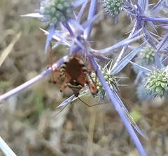 Rhynocoris punctiventris