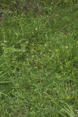 Echeandia parviflora