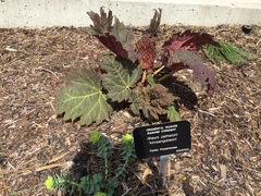 Rheum palmatum