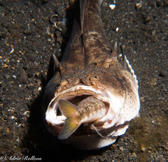 Uranoscopus bicinctus