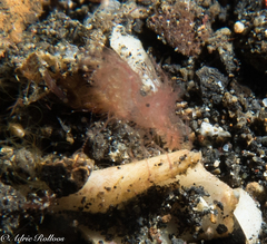 Phycocaris simulans