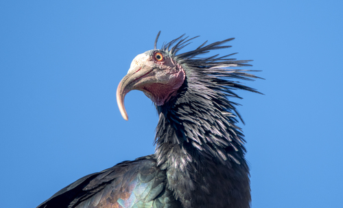 Ibis eremita (Geronticus eremita)