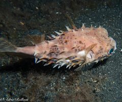Cyclichthys orbicularis