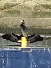 Phalacrocorax carbo