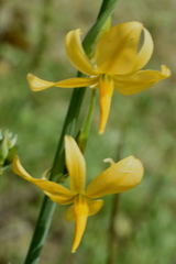Echeandia mexicana