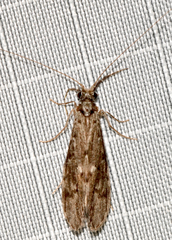 Oecetis cinerascens
