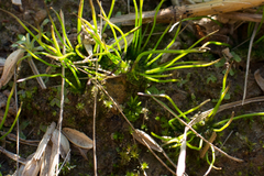 Phaeoceros carolinianus