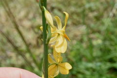 Echeandia mexicana