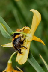 Echeandia mexicana