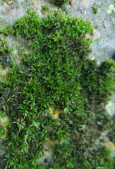 Orthotrichum diaphanum