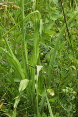 Echeandia mexicana
