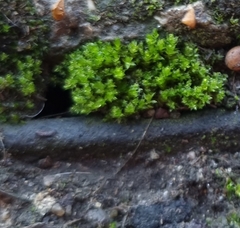 Ptychostomum capillare