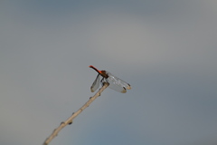 Sympetrum risi risi