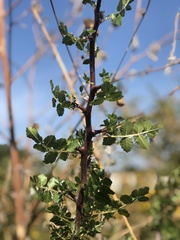 Bursera linanoe