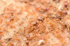 Pheidole fervida