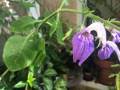 Brillantaisia