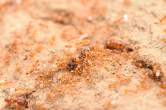 Pheidole fervida