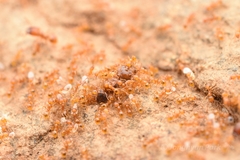 Pheidole fervida