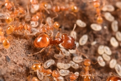 Pheidole fervida