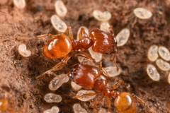 Pheidole fervida
