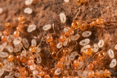 Pheidole fervida