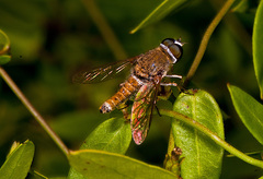 Aphoebantus borealis