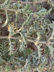 Tribulus pentandrus