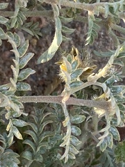 Tribulus pentandrus