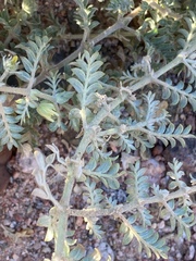 Tribulus pentandrus