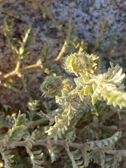 Tribulus pentandrus