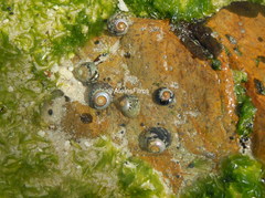 Oxystele