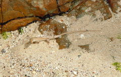 Chioninia spinalis